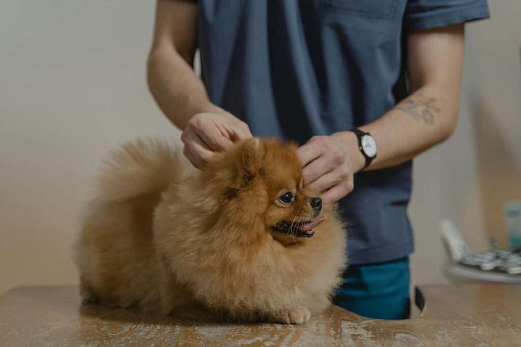 Cute Pomeranian dog getting a checkup at the vet clinic.